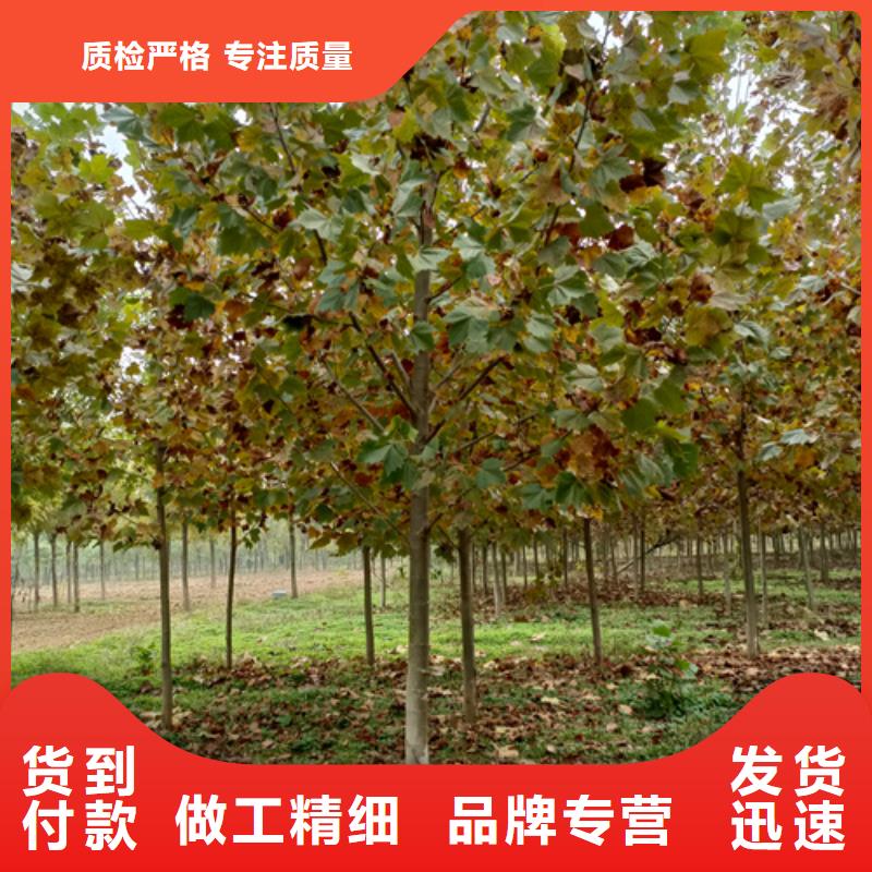 【法桐】白蠟價格低快捷的物流配送