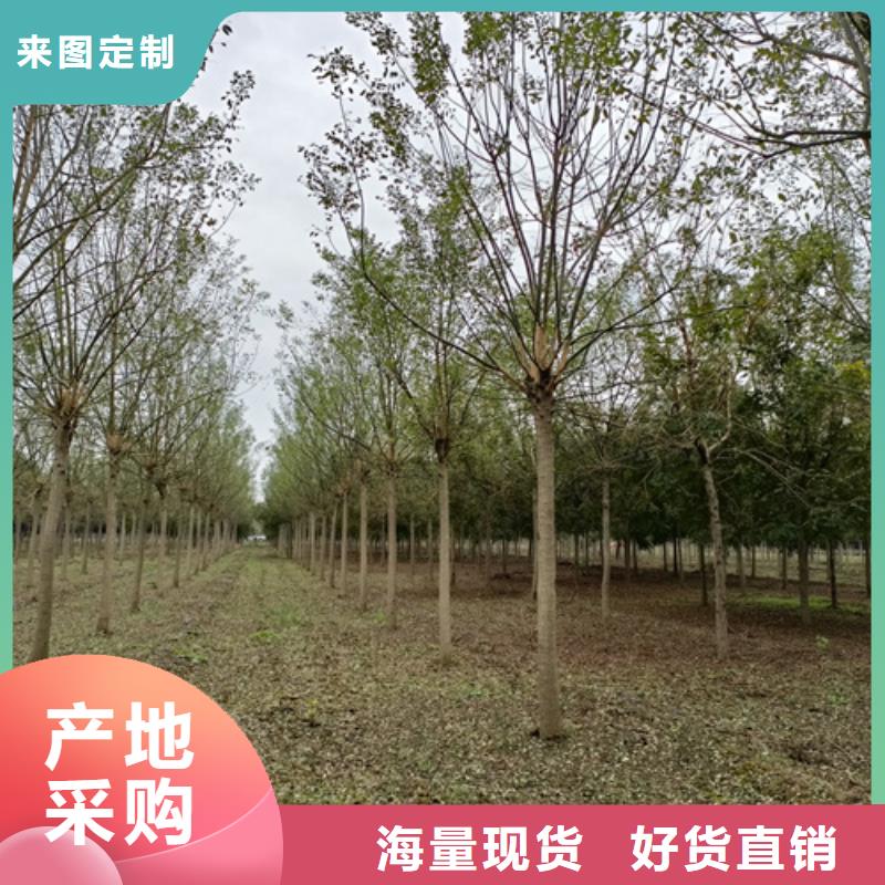 法桐,截桿發(fā)帽實(shí)力廠家廠家現(xiàn)貨供應(yīng)