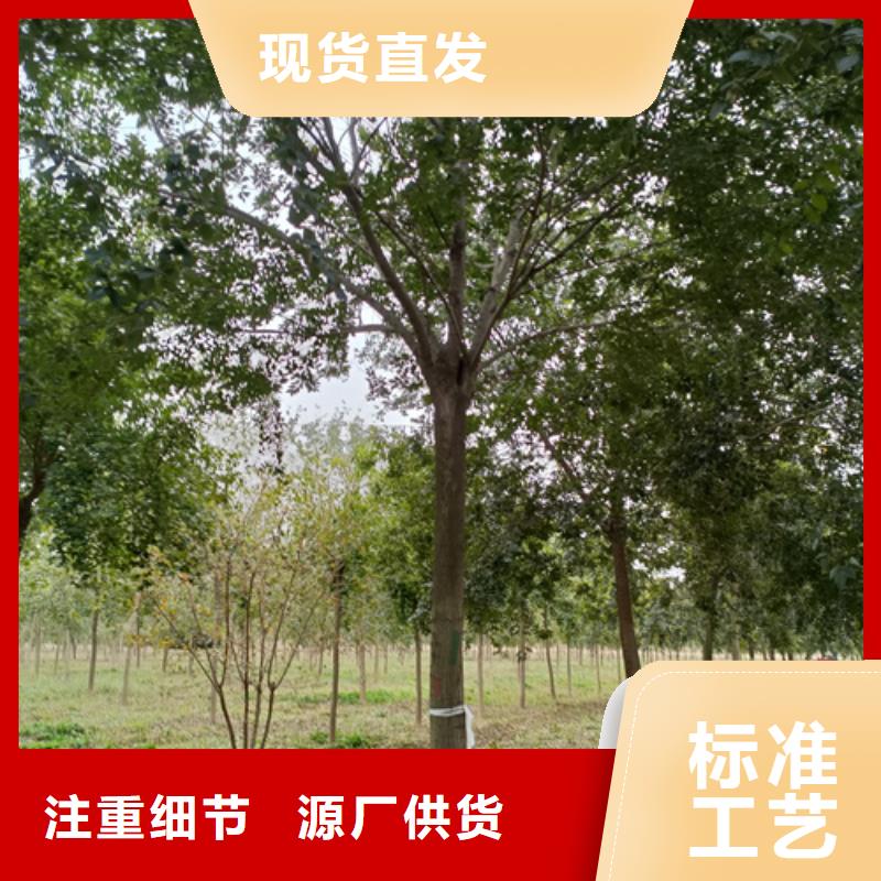 法桐_黃金槐優(yōu)選原材本地生產(chǎn)廠家