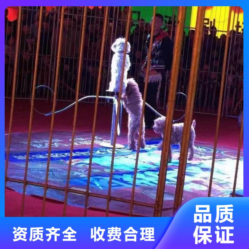 马戏团/羊驼水族海洋展效果满意为止同城生产厂家