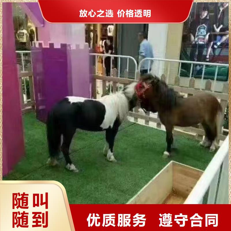 ​马戏团/羊驼_小香猪宠物出租诚信经营本地供应商