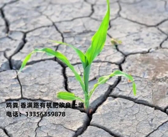 發(fā)酵雞糞施肥帶來的變化廠家