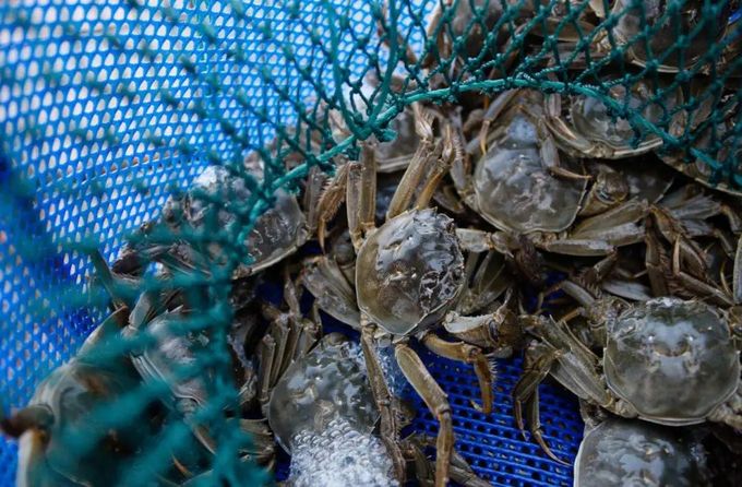 阳澄湖蟹哪里正宗苏州这里好