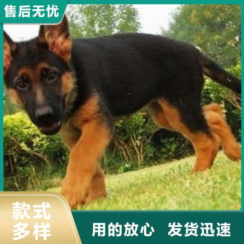 蚌埠德牧性格怎么樣?