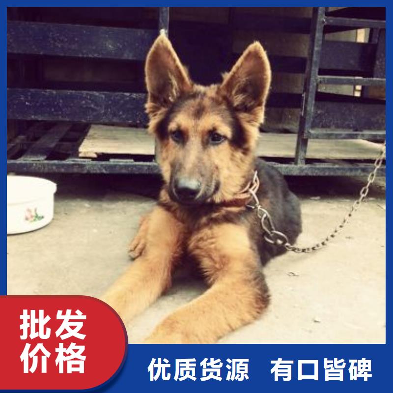 蚌埠德牧性格怎么樣?