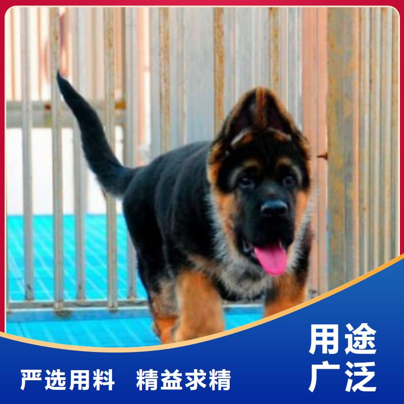 蚌埠德牧性格怎么樣?