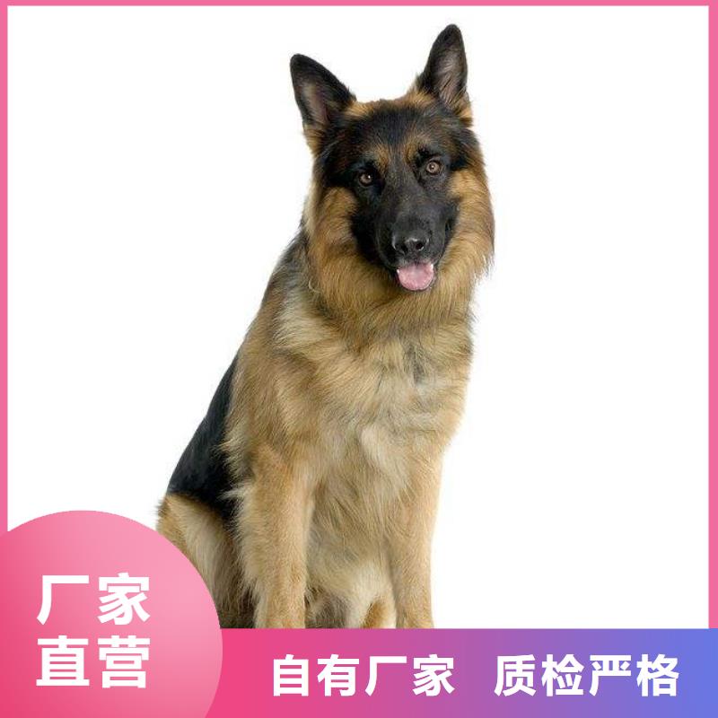 蚌埠德牧性格怎么樣?