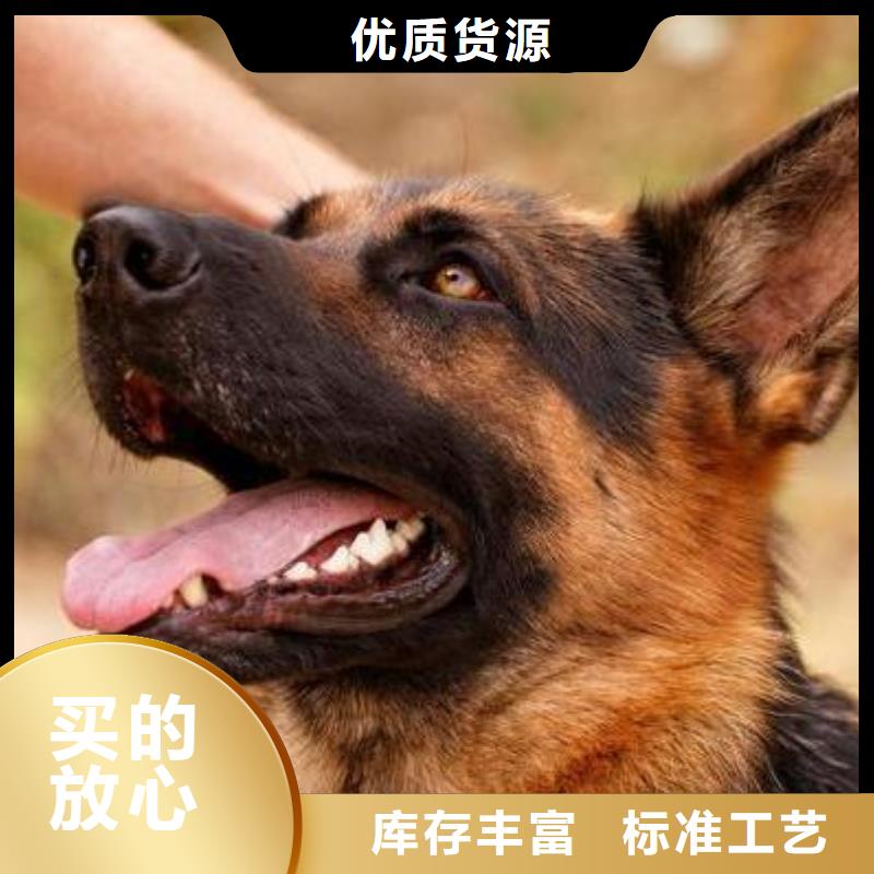 蚌埠德牧性格怎么樣?