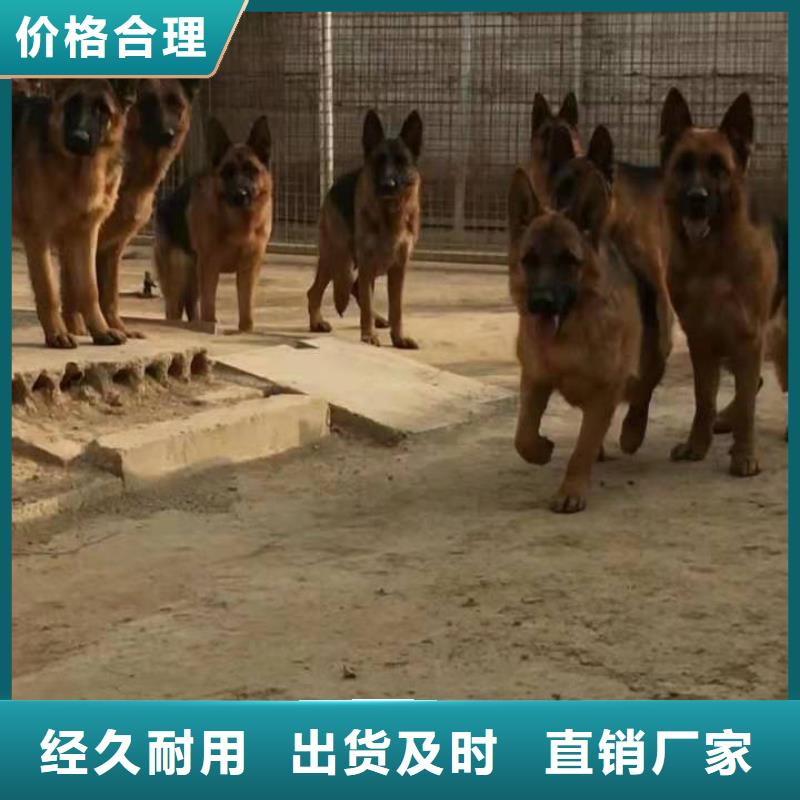 蚌埠德牧性格怎么樣?