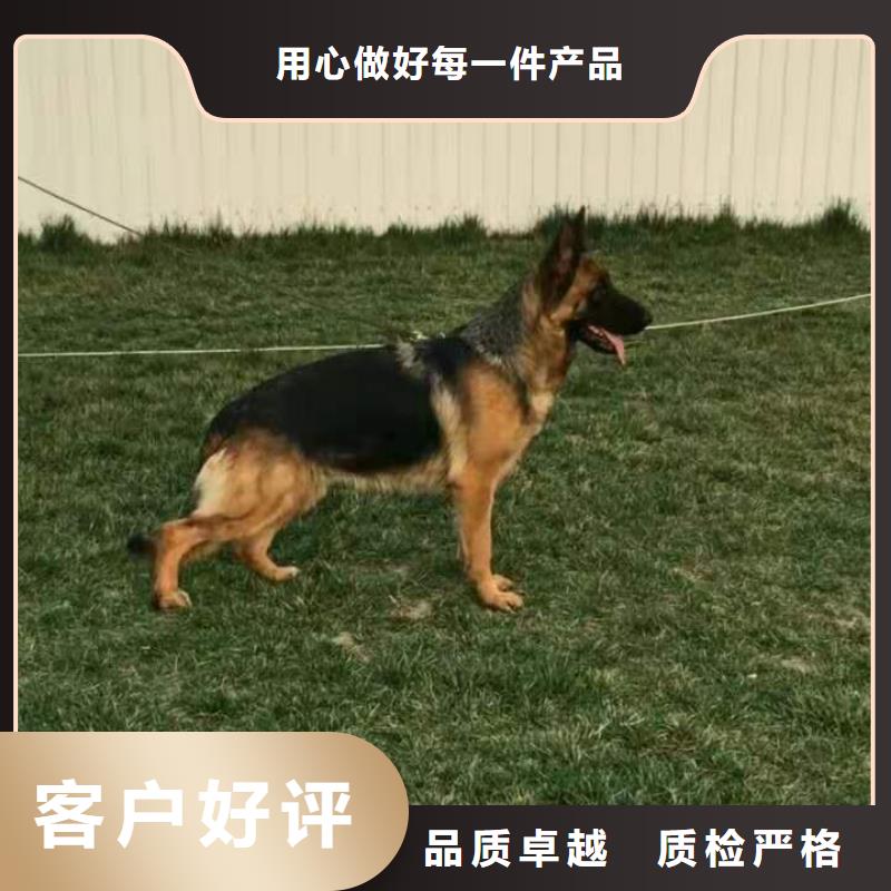 蚌埠德牧性格怎么樣?