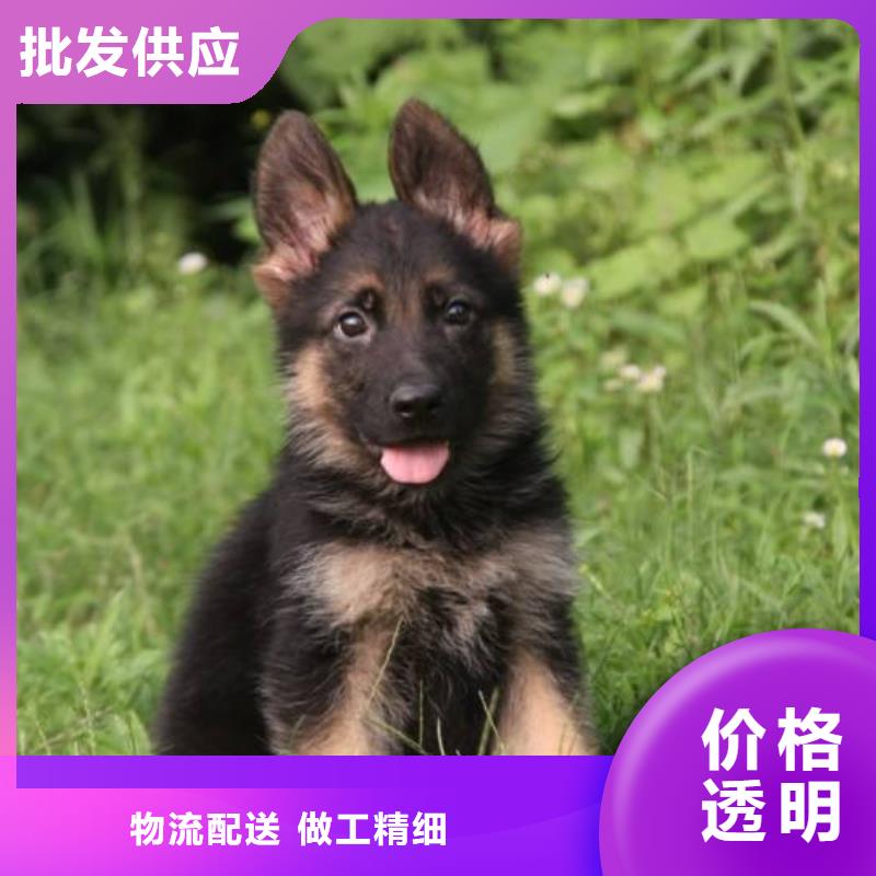 蚌埠德牧性格怎么樣?