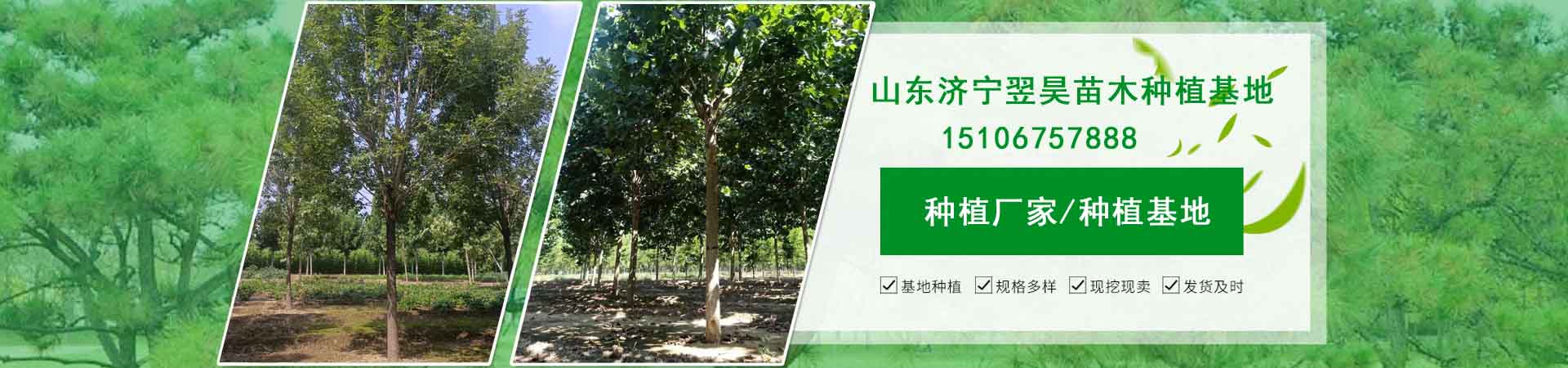 新余原生冠法桐批发价格、新余原生冠法桐厂家直销、新余原生冠法桐行业报价