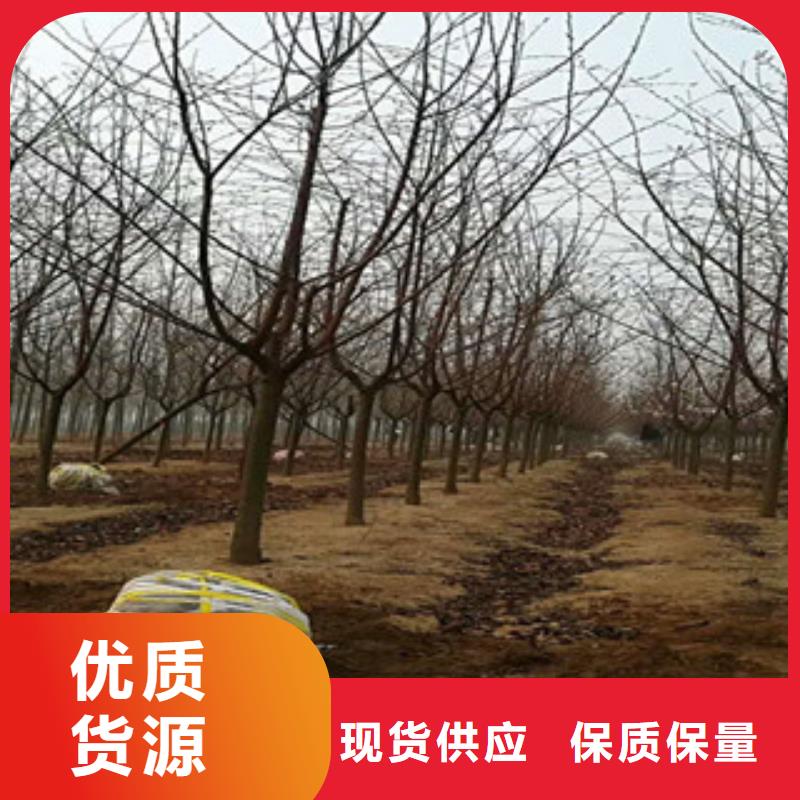 柳州观山樱花树多少钱一棵