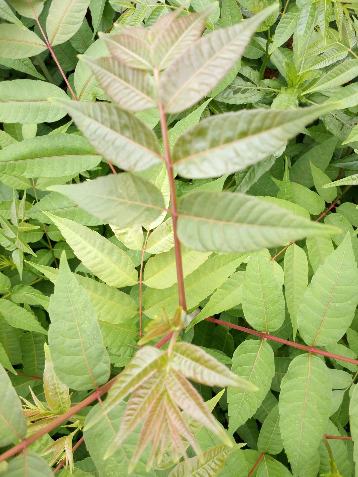 大棚矮化香椿苗镇江零售