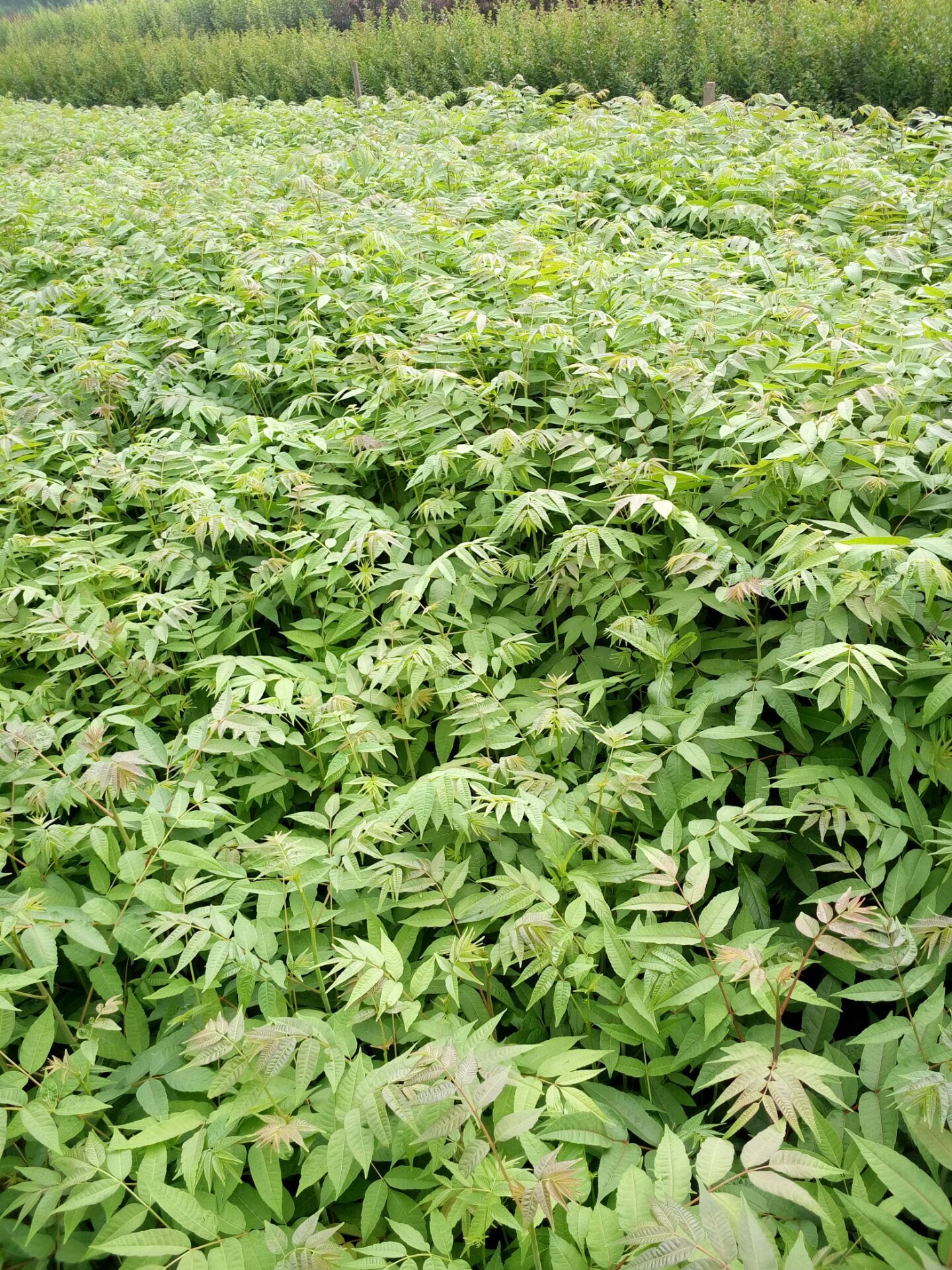 宣城绿油香椿苗水肥管理