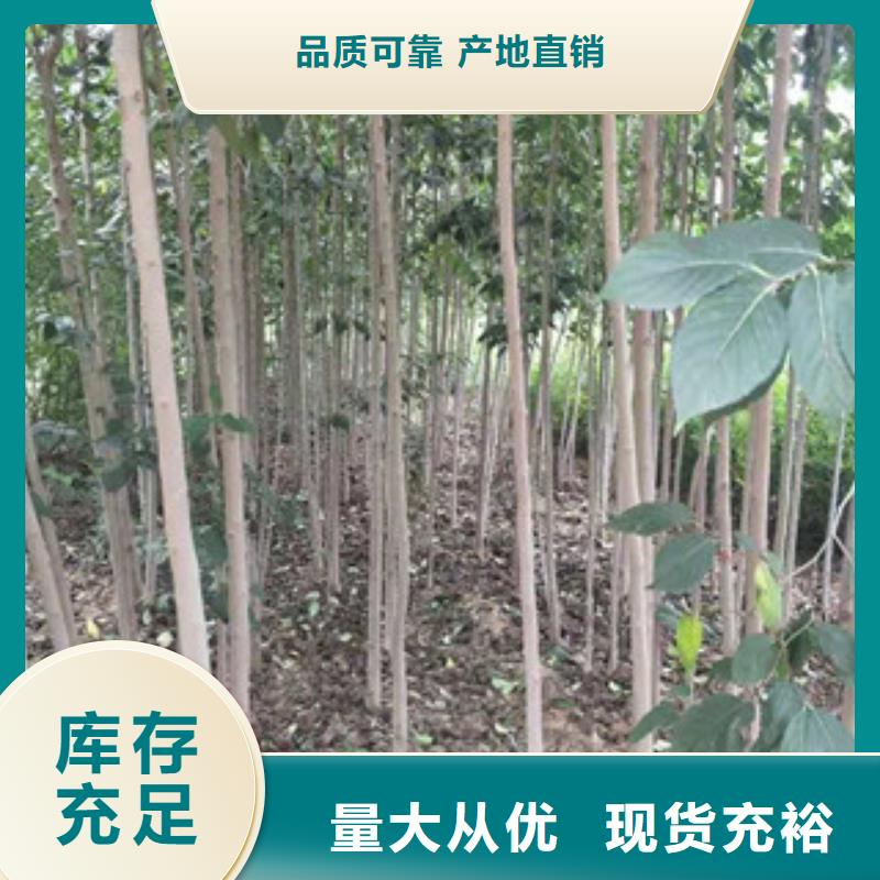 2公分定植杜仲培育中心遂宁